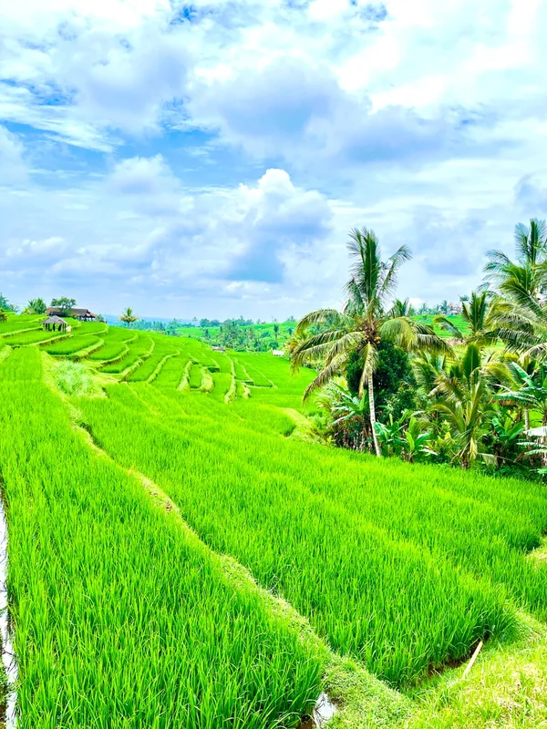 Jatiluwih Rice Terraces BNB BALI TRIP