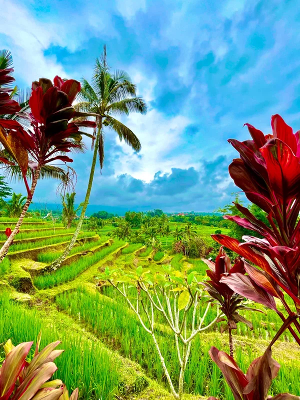 Tropical Flora & Terraces BNB BALI TRIP
