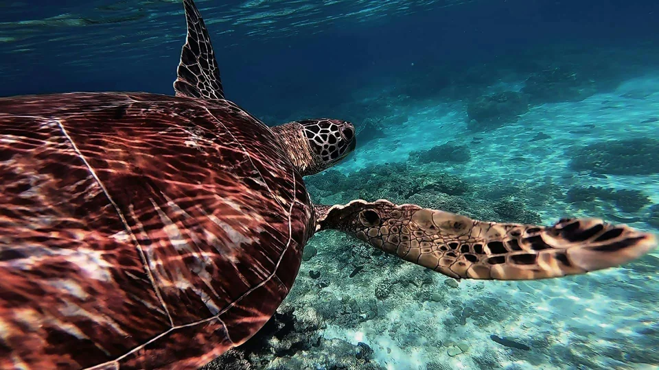 WATERSPORT AND BEACH TOUR | ALL INCLUSIVE PRICE