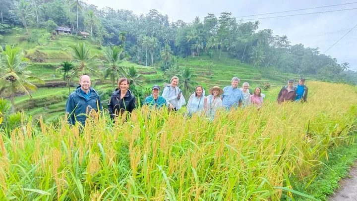 Rice Harvest Walk BNB BALI TRIP